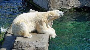 Berlin Zoo Blames Russian Mix-Up for Polar Bear Incest - The Moscow Times