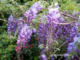 Avoid buying wisteria planted from seed. Wisteria Sinensis Chinese Wisteria Seeds