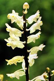 Image result for Triceratorhynchus