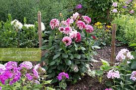 Nos chèvrefeuilles ou lonicera grimpants et très parfumés sont ultra faciles à réussir et poussent presque partout sans demander beaucoup de soins. Dahlia Creme De Cas Stock Photo By Maira Falconi Borja Image 0570737