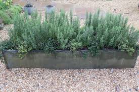 Image result for rosemary container
