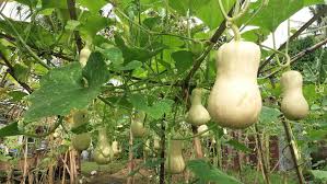 Labu air (lagenaria leucantha) mengandung kalsium, zat besi, dan vitamin c, sehingga sangat baik digunakan sebagai antioksidan dan membantu proses penyembuhan penyakit tertentu. 5 Metode Menanam Labu Air Petunjuk Lengkap Sumber Plastik
