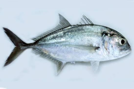 Caranx tille