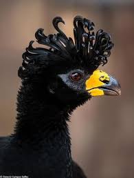 All Black Bird With Black Beak Black Bird With Yellow Black Beak Pet Birds Bird Species Colorful Birds