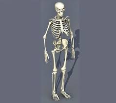 Skeleton 3d Model 3ds Max 3d Model Model Skeleton