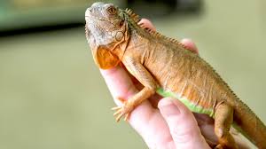 Not all exotic animals make good pets, please do research when contacting anyone on an animal you want as a pet. Laws On Exotic Pets For Each U S State