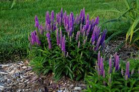 Bring a bit of alpine feel to your garden with a mountain perennial with bell shaped flowers of a light bluish purple tint: 24 Purple Flowers To Brighten Your Garden Garden Design