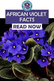 African Violet Facts African Violets Violet Flower African Violets Plants