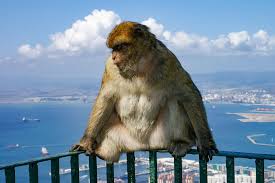 Gibraltar cable car updated october 2020 top tips ; Gibraltar Swisstravelcenter Hallwag Kummerly Frey