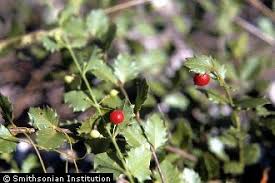 Image result for Crossopetalum