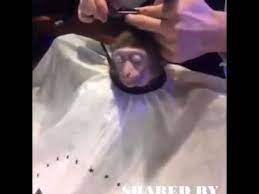 Check spelling or type a new query. Monkey Getting A Haircut Youtube