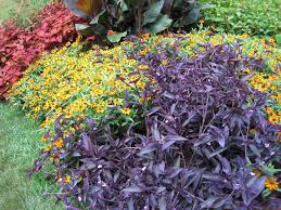 Image result for Tradescantia pallida
