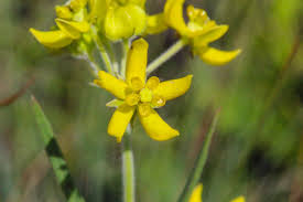 Image result for Monopsis stellarioides