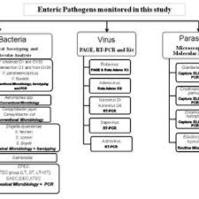 Chart Showing The List Of Bacterial Viral And Parasitic
