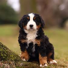 Sar has tied up with more than 125,000+ pet care centers to serve you better. 1 Bernese Mountain Dog Puppies For Sale By Uptown Puppies