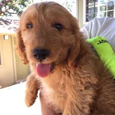 Our standard mama goldendoodles are stella (creme) and hazel (creme) along with our mini f1 goldendoodle mamas, georgia (creme) and ginger (caramel). Stetson S Doodles Reviews And Testimonials Of Australian Labradoodles And Goldendoodles In Northern Virginia