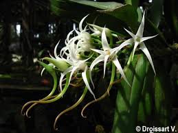 Image result for Cyrtorchis neglecta