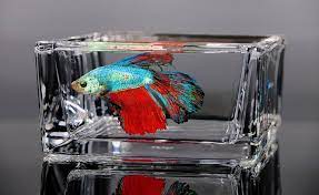 Kim uses minuscule brushes to pull out every detail of his subjects, whether it be the colorful tail of a beta fish or the shimmering scales of a goldfish. Young Sung Kim Saatchi Art