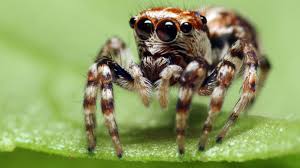 Their predators range from insects to other small and large animals. What Does Marijuana Do To Spiders Mental Floss