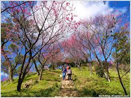 See more of 番紅花城土耳其餐廳 safranbolu turkish restaurant on facebook. æ–°åŒ—åœŸåŸŽ æ«»èŠ±ç››é–‹ å¤ªæ¥µå¶º è‡¥å—'åœŸè±†éŠè¨˜