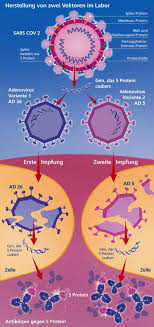 How much do we know about its side effects? How Does The Russian Vaccine Sputnik V Work Mci Innsbruck