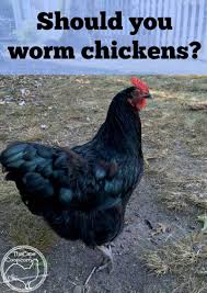 Before deciding what to do, it is best to look at the pros and cons of letting your free ranging gives chickens a diverse diet of bugs, grubs, worms, grass, and seeds; Should You Worm Your Chickens The Cape Coop
