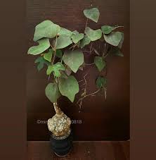 Image result for Adenia