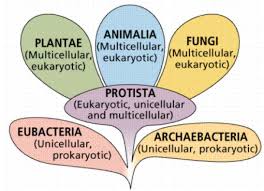 Diversity In Living Organisms Class Ix Science Notes In Pdf