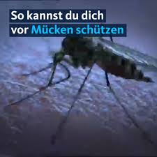 Gnitzen (ceratopogonidae) gnitzen gehören zur klasse der insekten, zur unterklasse der fluginsekten, zur überordnung der neuflügler, zur ordnung der zweiflügler, zur unterordnung der mücken zur familie der gnitzen. Das Solltest Du Uber Mucken Wissen Quarks De