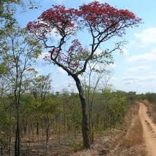 Image result for Otiophora pycnostachys