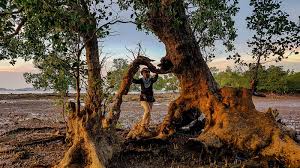 Pokok ini popular dengan nama flame of the forest disebabkan warna bunga yang. Koh Tanyong Uma Hutan Bakau Warisan Alam Jalan Jalan