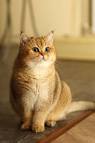 Silent & Quiet Cat Breeds | Purina
