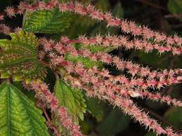 Image result for Boehmeria