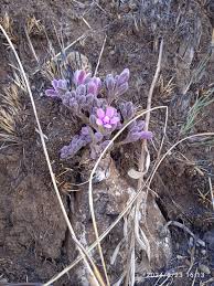 Image result for Siphonochilus kirkii - yellow-flowered form