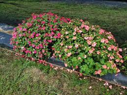 Image result for Impatiens eryaleia