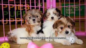 Home of teacup & toy puppies! Morkie Puppies For Sale Ga At Lawrenceville Puppies For Sale Local Breeders