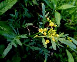 Image result for Rorippa