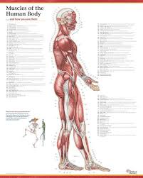 While you may hear that it is essential to build lean muscle mass as you age, it is more important to focus on building lean body mass. Buy Trail Guide To The Body S Muscles Of The Human Body Poster Lateral View Book Online At Low Prices In India Trail Guide To The Body S Muscles Of The Human Body