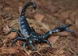 Giant Forest Scorpion – Happy Hollow Park & Zoo