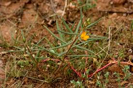 Image result for Talinum tenuissimum