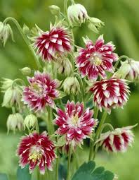 The blooms flower from june to july, held above bushy deciduous grey/green foliage on tall upright spindly stems. Aquilegia Nora Barlow Orlik