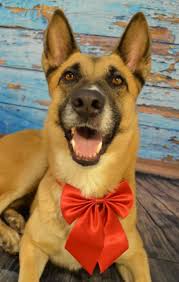 For more information about our adoption process, and to fill out an adoption application, click here. Alaskan Shelter Dogs Home Facebook