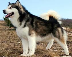 Malamutes may also be prone to copper and zinc deficiencies. Jaka Jest Roznica Miedzy Husky I Malamute Zwierzeta Porownania Ludzi Przedmiotow Zjawisk Samochodow Zywnosci I Innych
