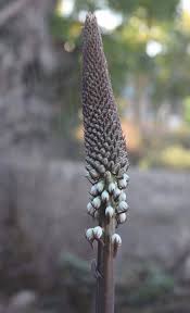 Image result for Drimia elata