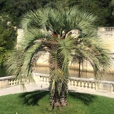 Apparently most of them cultivated around the world are not b. Butia Odorata Wikipedia