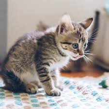 If You Happy And You Know It Say Meow You Do Not Find The Happy Life You Make It Camilla Eyring Kimball Beautiful Cats Cat Shirts Funny Anime Cat