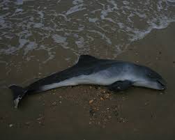 In het nederlandse deel van de noordzee zwemmen er liefst 85.000 rond, blijkt uit onderzoek van imares wageningen ur. Bruinvis Strandvondsten Nl
