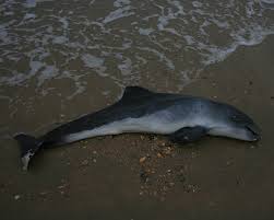 De bruinvis is niet bruin en het is geen vis. Bruinvis Strandwerkgemeenschap Nl