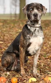 Catahoula Leopard Dogs Whats Good About Em Whats Bad