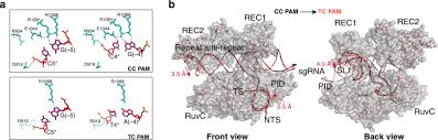 The characteristics of a particular implementation may make some status returns inappropriate for that implementation. The Molecular Basis For Recognition Of 5 Nnncc 3 Pam And Its Methylation State By Acidothermus Cellulolyticus Cas9 Nature Communications